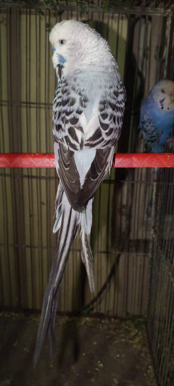 fawn java 2 males full breeder 6