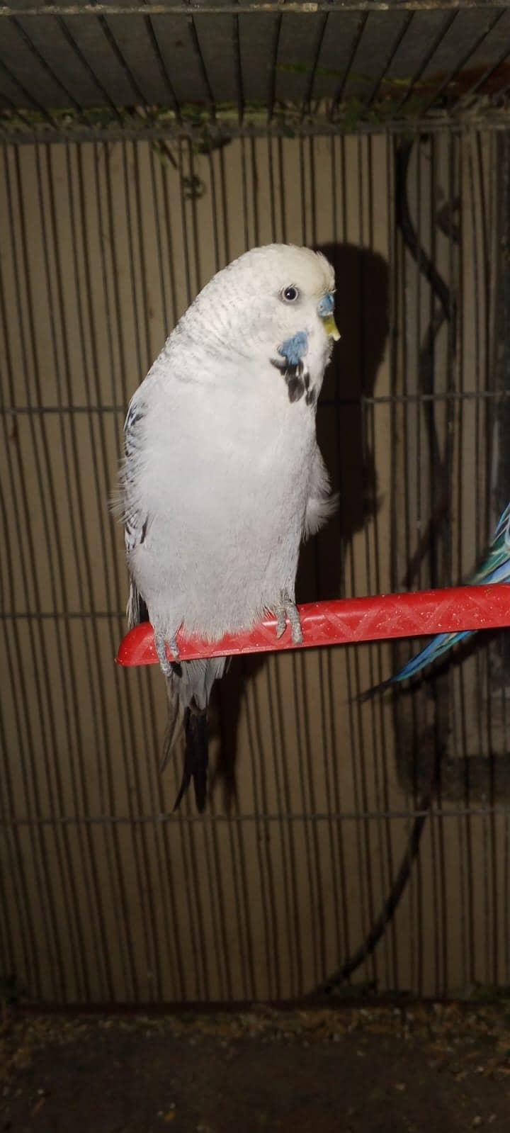 fawn java 2 males full breeder 7