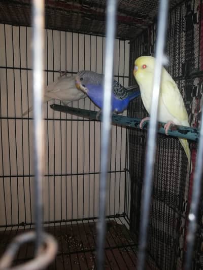 budgies pathy for sell