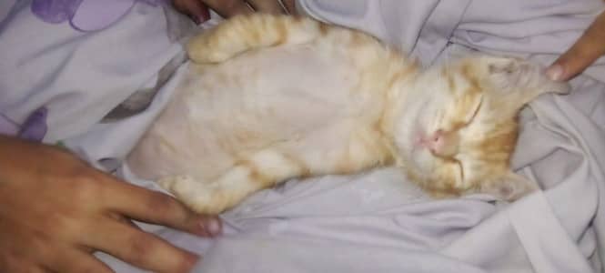 3 months female kitten