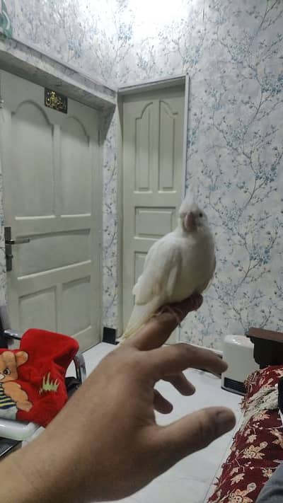 Eno red eyes near to self feed for sale urgent