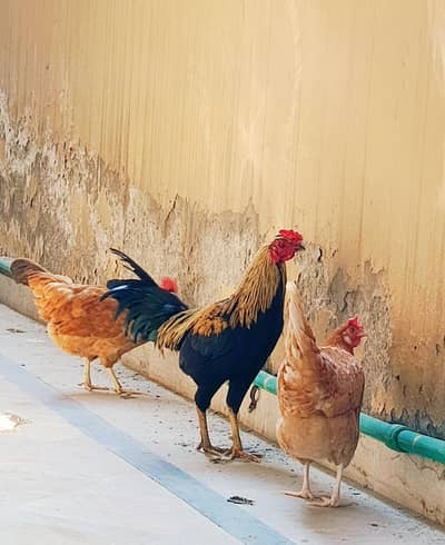 Pure Desi Rooster for Sale with Hens