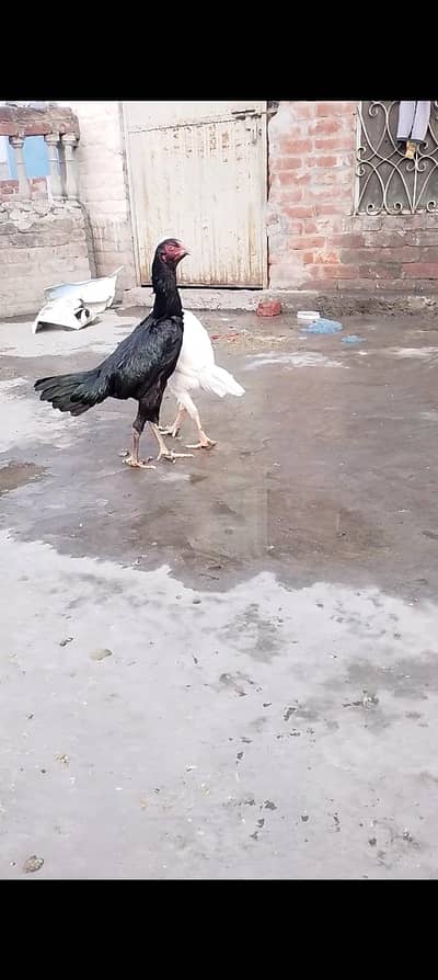 Thai Shamo aseel  03190713196