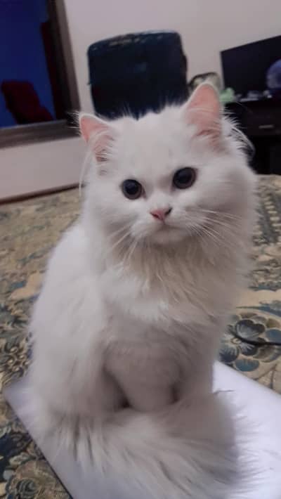Persian female kitten punch face tripal coat