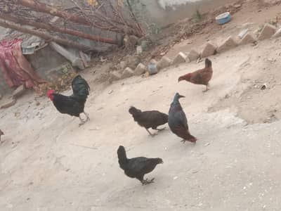 total 6 one  murga and 5 murge