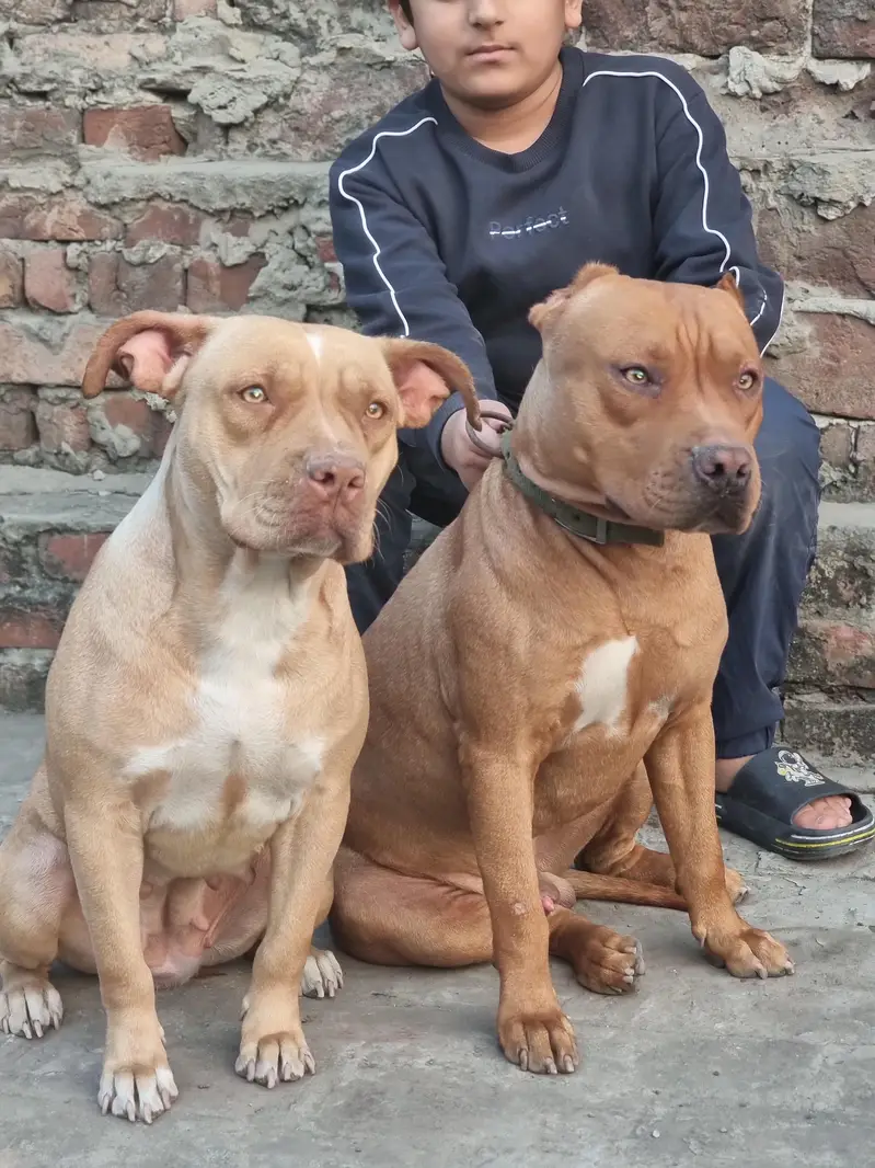 Female pitbull puppy — photo 2