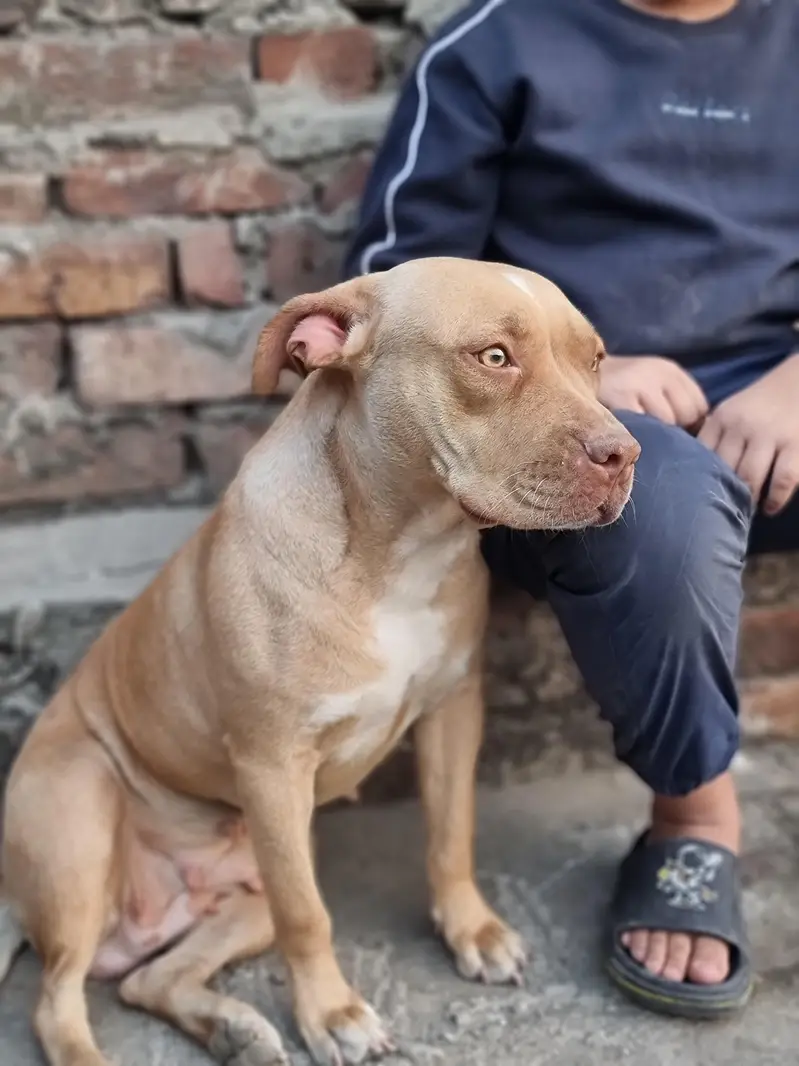 Female pitbull puppy — photo 5