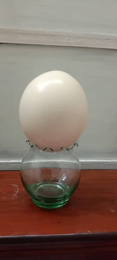 Ostrich egg