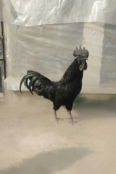Ayam cemani black beauty, young pairs and fertile eggs available