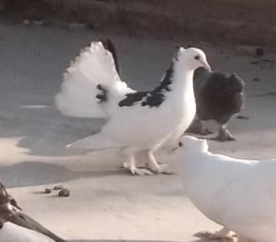 لکھے کبوتر pigeon less price mae