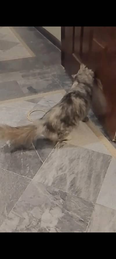 hmny sale krni h arrnge