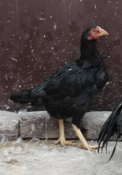 Aseel Male+Female=03176433765