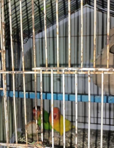 1 pair lotino  ha or blue  pasnata ha