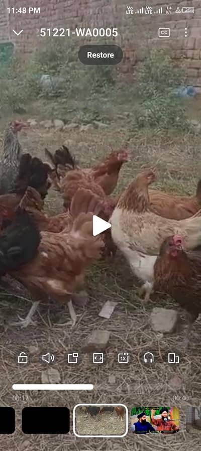 dasi female or male  1 male 3 female