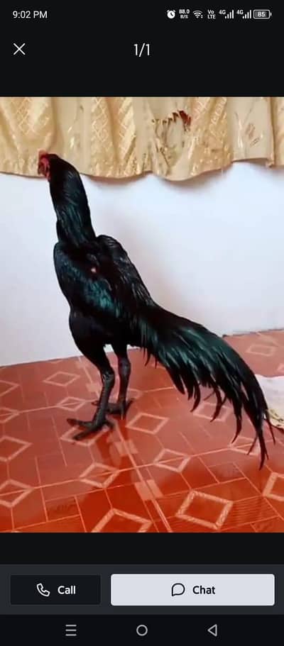 murga for sale only WhatsApp number 03268750738