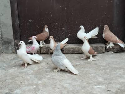 Sherazi Breeder pigeons=03176433765