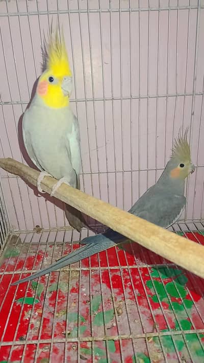 healthy & active cockatiel pair for sale