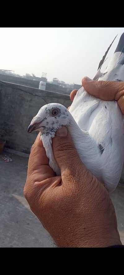 pigeon for sale  important male