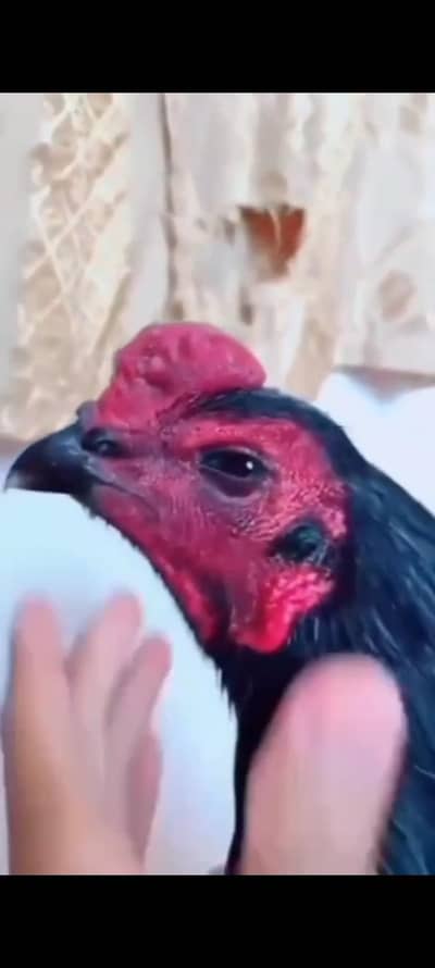 black murga for sale only WhatsApp number 03268750738