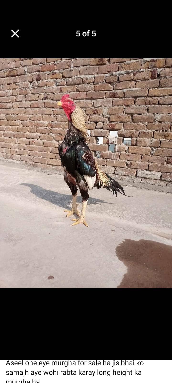 Java Aseel Breeder 0