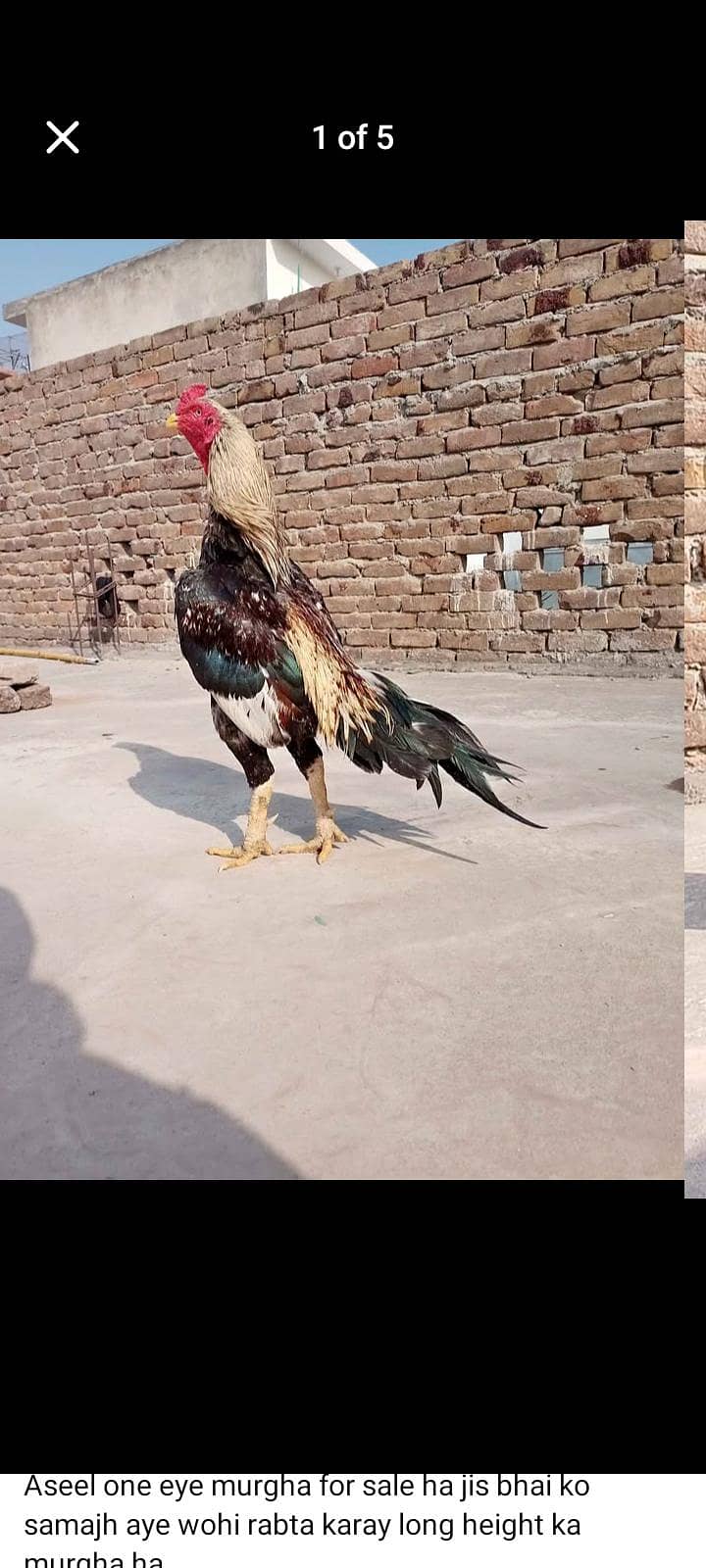 Java Aseel Breeder 1