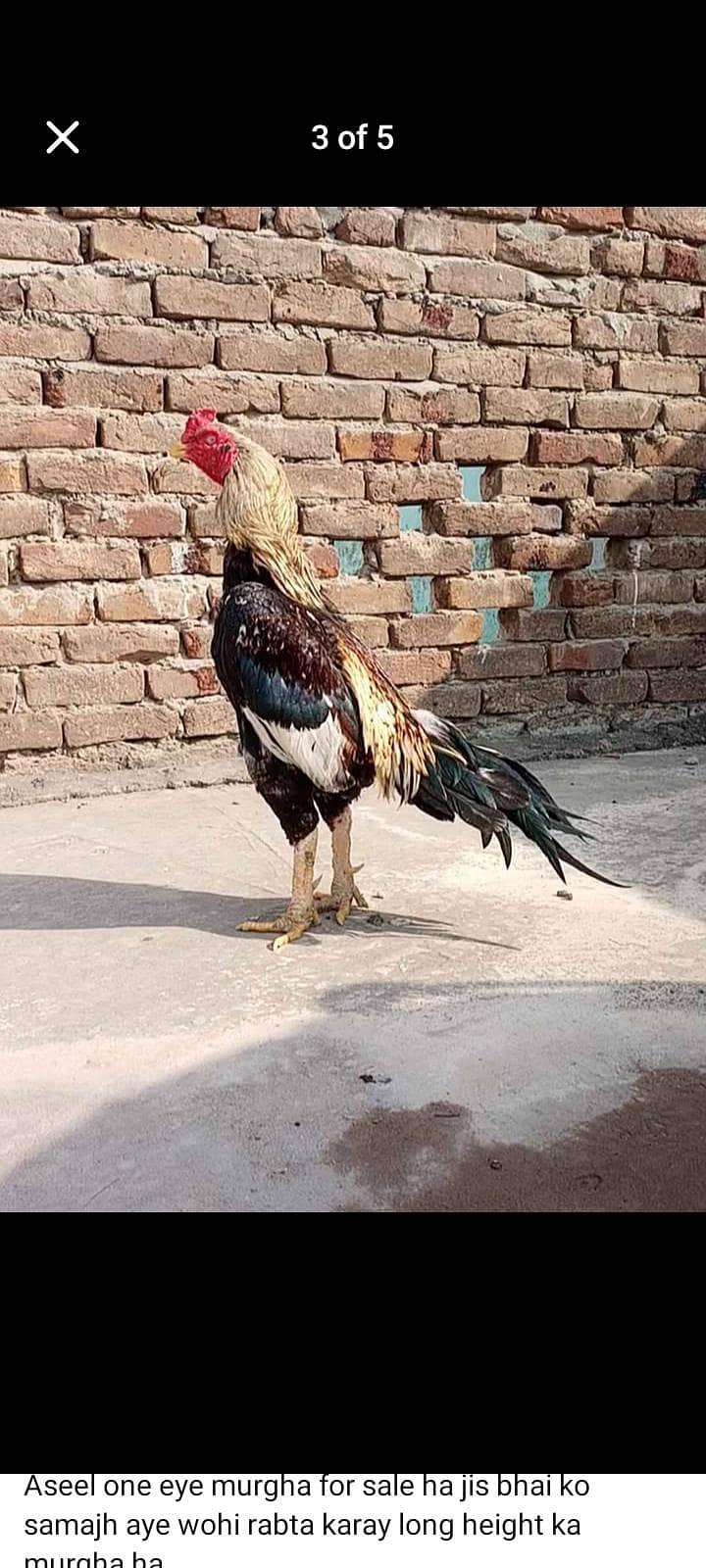 Java Aseel Breeder 2