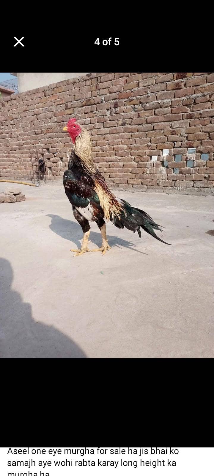 Java Aseel Breeder 3