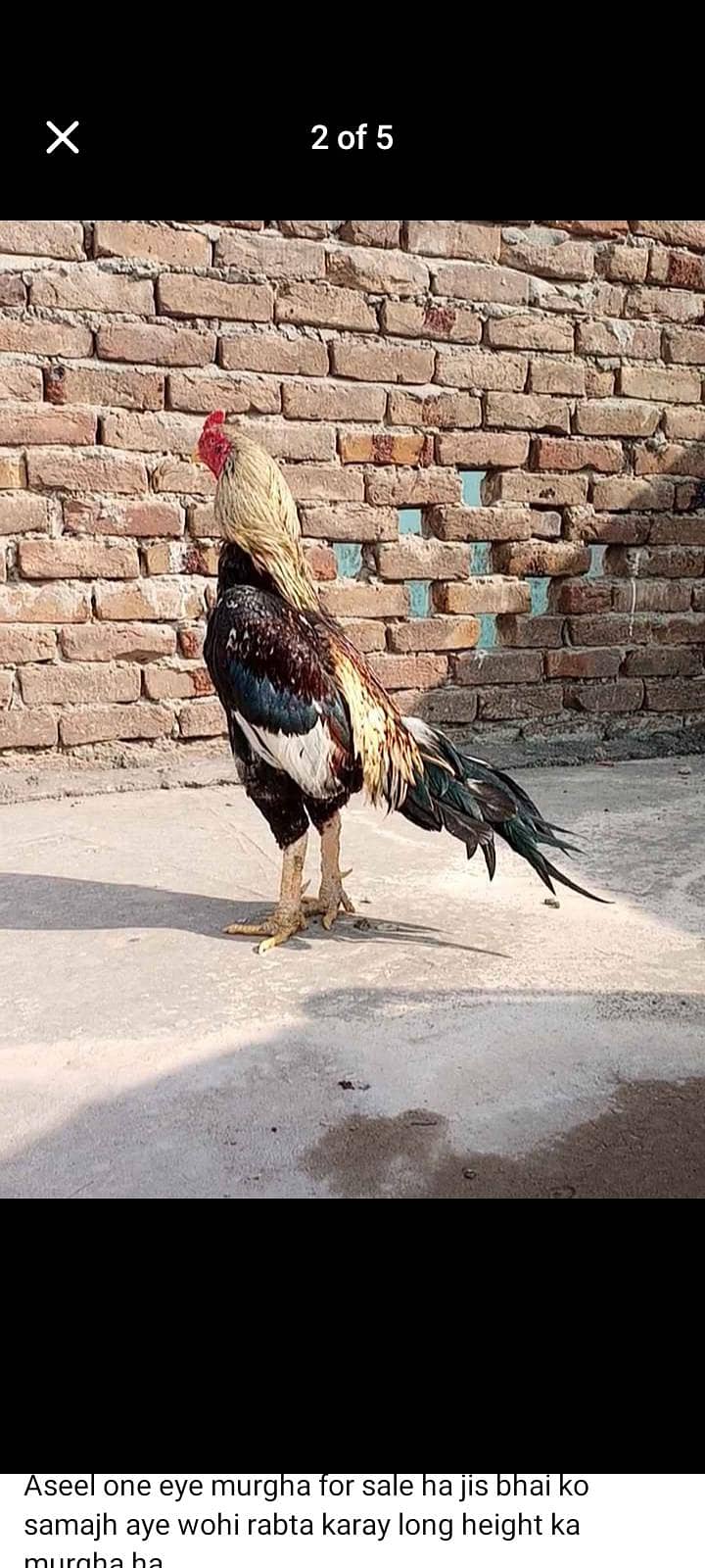 Java Aseel Breeder 4