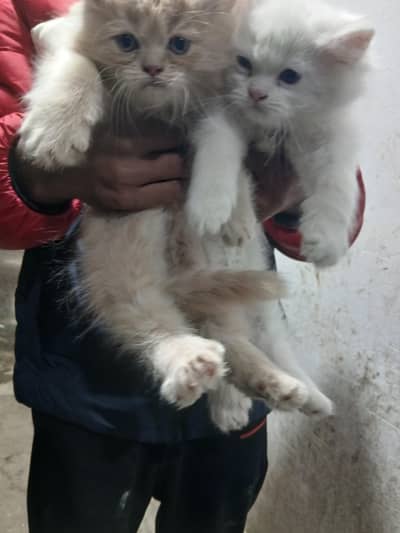 Persian triple coat per piece 12000