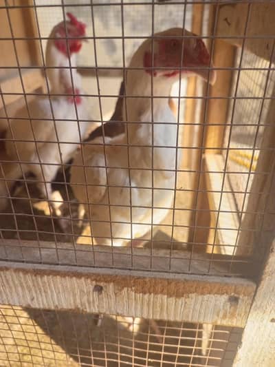 shoken log rabta Kate 03000.814. 356