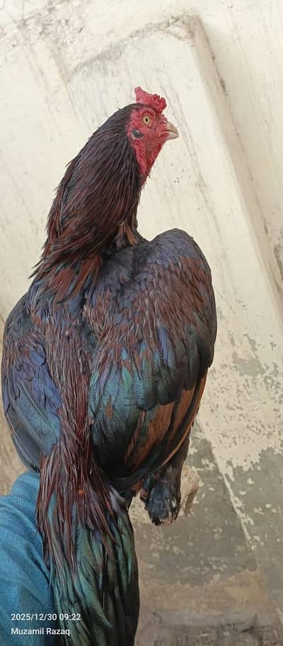 Lakha aseel one eye breeder dosri ankh say Halka Nazar ata ha