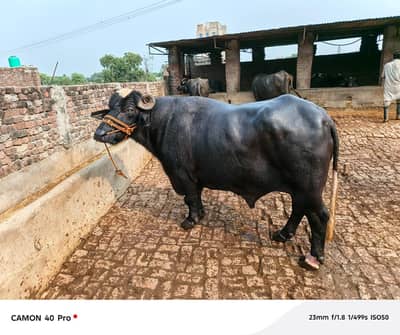 4 bufflous 2 katty for sale 0333-8684983