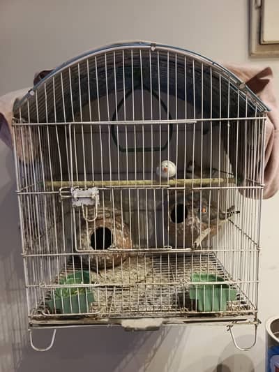 Bird Cage