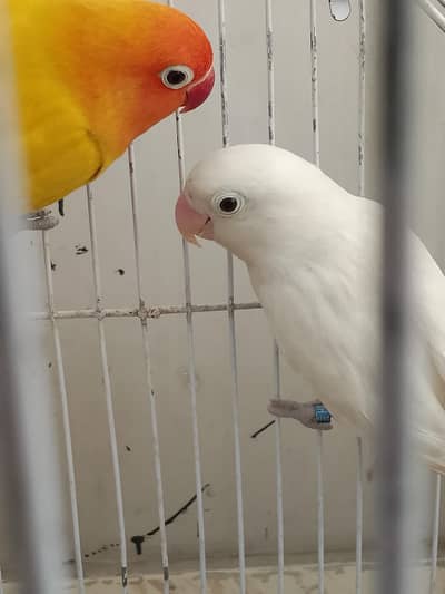 lovebird (fisher) pair with cage