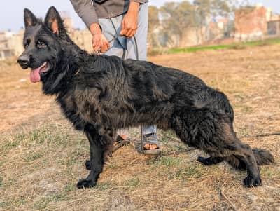 German shepherd male