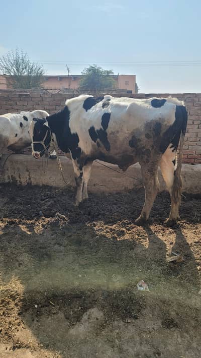 Holstein Friesian Bull For Sale