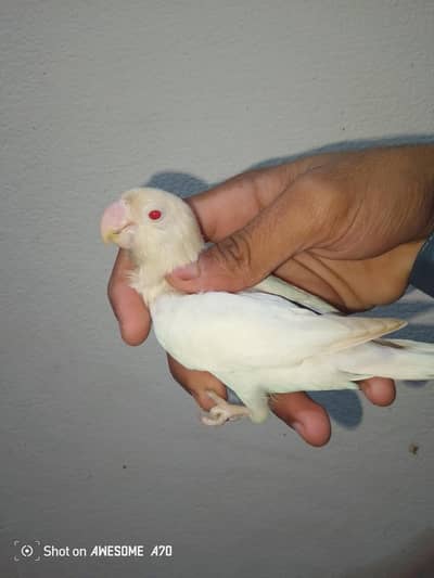Albino opline confirm grntied breeder pair for sale