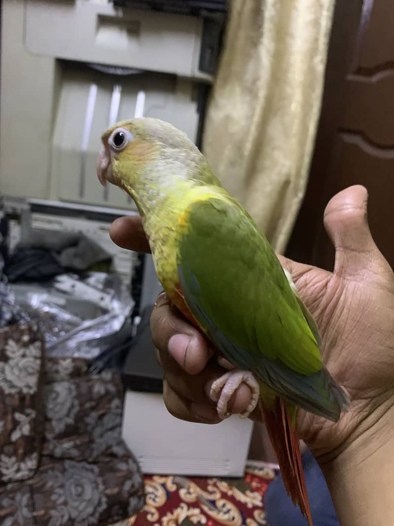 Pineapple conure 3