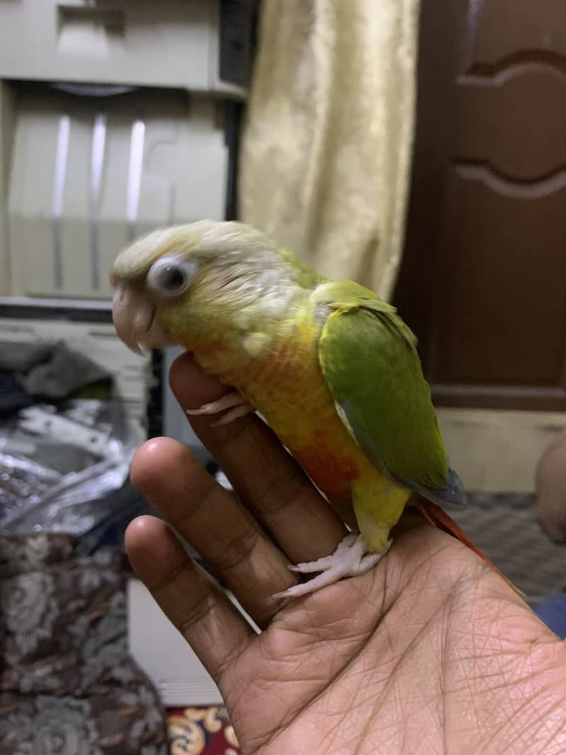 Pineapple conure 4