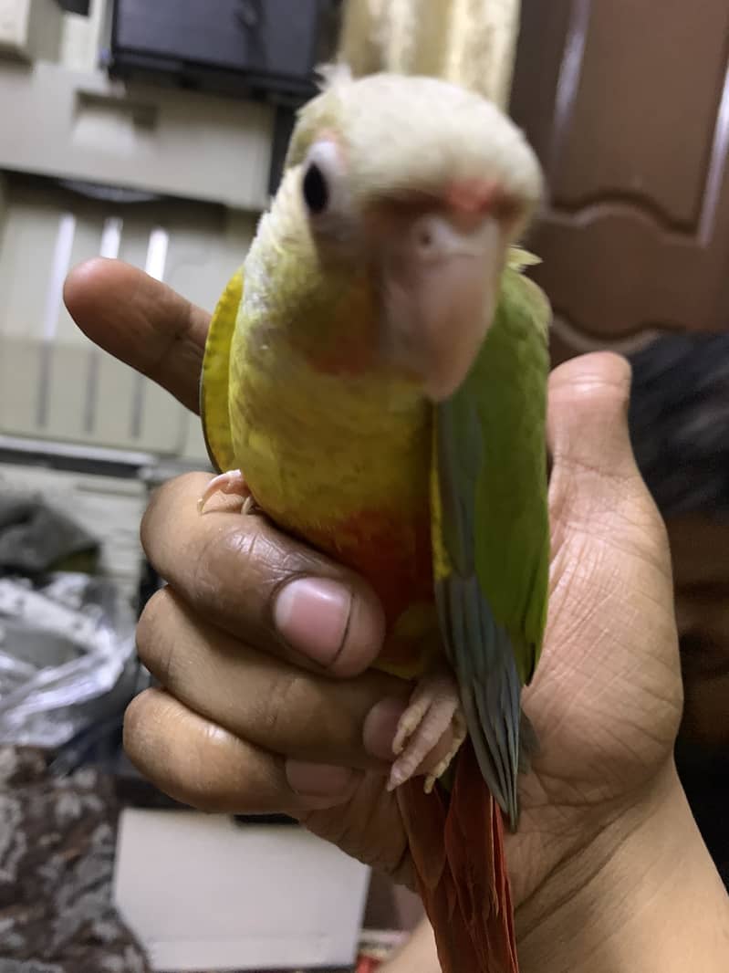 Pineapple conure 7