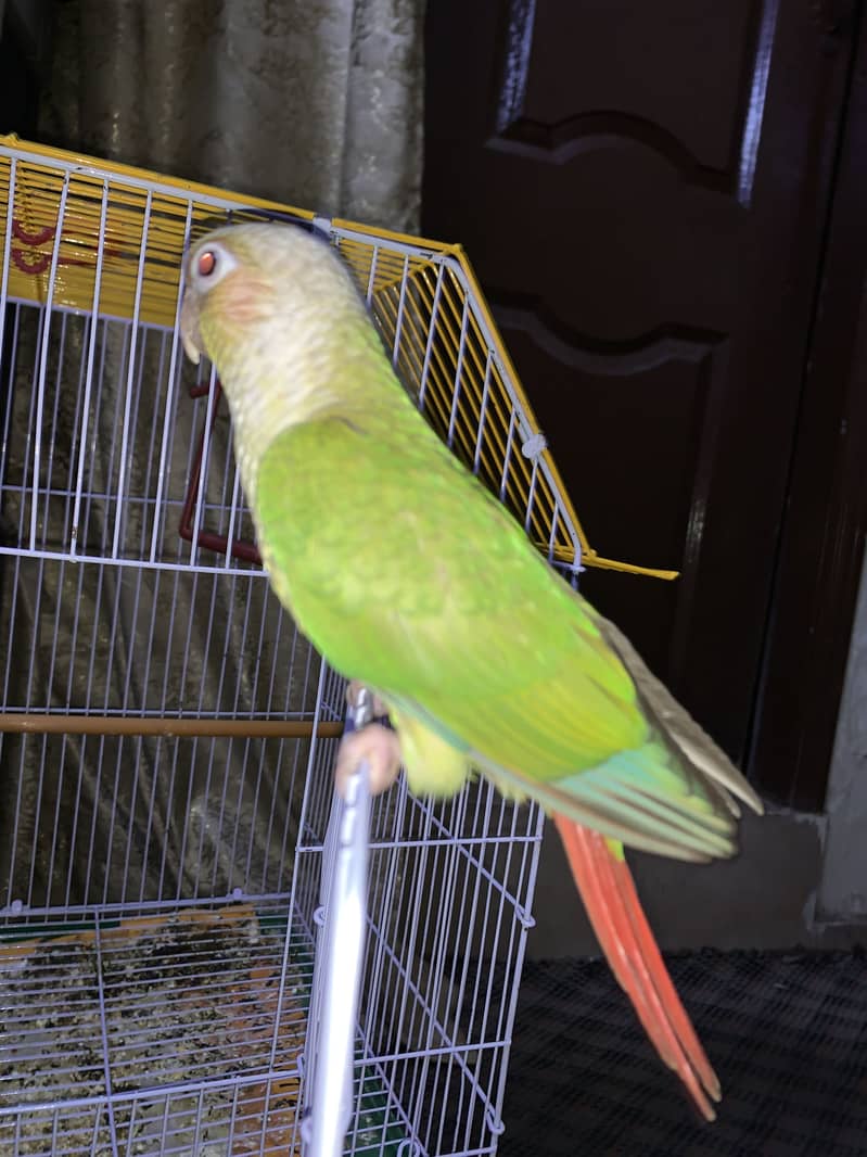 Pineapple conure 12