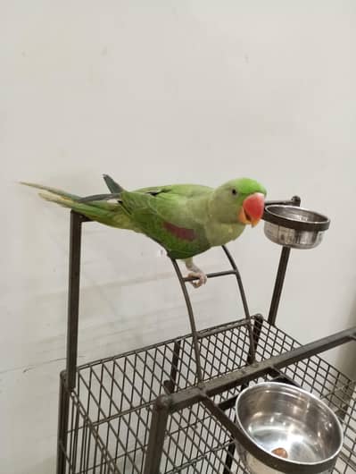 All Tame Parrot Available Whatsapp number 03472602230