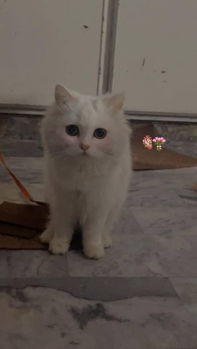 Persian cat for sale playfull and active femal age 7 month