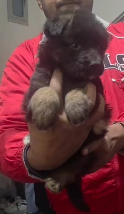 German Shepherd | Black n tan German Shepherd | gsd dog / puppy