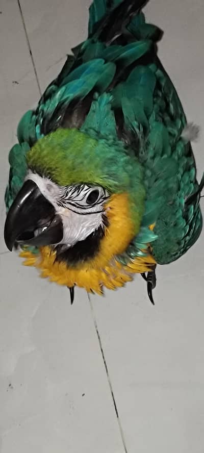 Blue gold macaw chicks & yellow bib lorry