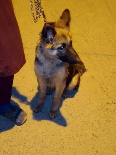 I am selling My Jerman shepherd dog