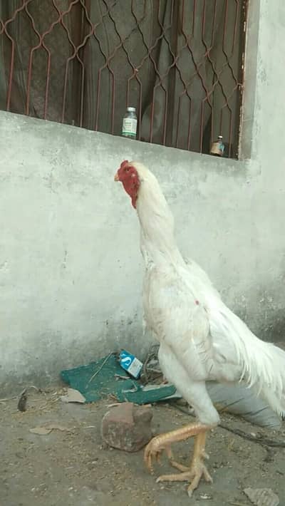 pure white shamo male