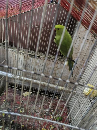 pata nhi ha male ha ya female ha