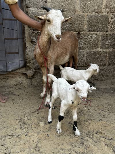 Teddy bakri with 2 kids