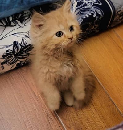 Persian Kitten